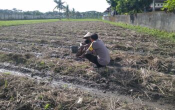 Bhabinkamtibmas Desa Kuripan Beri Motivasi Pemanfaatan Pekarangan untuk Ketahanan Pangan