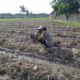 Bhabinkamtibmas Kuripan Dukung Ketahanan Pangan Lewat Pemanfaatan Pekarangan