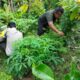 Polsek Labuapi Dorong Ketahanan Pangan Lewat Sinergi dengan Petani