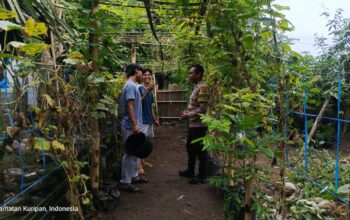 Lombok Barat, NTB – Kepolisian Sektor Kuripan, melalui personel Bhabinkamtibmasnya, terus menunjukkan komitmen dalam mendekatkan diri dengan masyarakat sekaligus mendukung program-program strategis pemerintah hingga ke tingkat akar rumput. Salah satu wujud nyata dari upaya ini terlihat pada Rabu (14/05/2025), ketika Bhabinkamtibmas Desa Kuripan Utara melaksanakan kunjungan dan silaturahmi di Dusun Pesongoran. Fokus utama kunjungan kali ini adalah menyambangi Komunitas Pemuda Peduli Lingkungan yang berlokasi di dusun tersebut. Pertemuan yang berlangsung santai namun penuh makna ini dimulai sekitar pukul 09.30 WITA dan dihadiri oleh sejumlah perwakilan pemuda anggota komunitas. Meningkatkan Sinergi dan Kesadaran Pangan Lokal Kegiatan yang diinisiasi oleh Bhabinkamtibmas Desa Kuripan Utara ini bertujuan ganda: pertama, mempererat jalinan silaturahmi dan komunikasi yang sudah terjalin baik antara pihak kepolisian dengan warga binaan, khususnya komunitas pemuda. Kedua, dan tak kalah pentingnya, adalah mensosialisasikan serta mendorong partisipasi aktif komunitas dalam program ketahanan pangan nasional, dengan fokus pada skala rumah tangga dan komunitas. Di tengah tantangan global terkait ketersediaan pangan, inisiatif di tingkat lokal seperti yang digaungkan oleh Bhabinkamtibmas ini menjadi sangat relevan. Konsep ketahanan pangan yang disampaikan merujuk pada kemandirian dalam memenuhi kebutuhan pangan keluarga atau komunitas, salah satunya melalui pemanfaatan lahan pekarangan kosong yang kerap kali belum termanfaatkan secara optimal. Pentingnya Peran Pemuda dan Pemanfaatan Pekarangan Memilih Komunitas Pemuda Peduli Lingkungan sebagai sasaran sosialisasi bukanlah tanpa alasan. Kaum muda memiliki energi, kreativitas, dan potensi besar sebagai agen perubahan di masyarakat. Keterlibatan mereka dalam program ketahanan pangan diharapkan dapat menjadi penggerak dan contoh bagi warga lainnya, sekaligus menumbuhkan kesadaran akan pentingnya kemandirian pangan dari usia dini. Dalam dialog yang interaktif, Bhabinkamtibmas menjelaskan betapa mudahnya memulai program ketahanan pangan mandiri. Dengan menanam sayuran atau tanaman pangan lainnya di pekarangan kosong, warga dapat menghasilkan sumber pangan yang sehat, segar, dan tentunya menghemat biaya belanja. Selain itu, kegiatan berkebun juga bisa menjadi hobi positif yang produktif bagi para pemuda. Berbagai jenis sayuran yang cocok ditanam di pekarangan, seperti cabai, tomat, terong, bayam, atau kangkung, dibahas sebagai contoh konkret. Dukungan Penuh dari Pihak Kepolisian Sektor Kuripan Menanggapi kegiatan positif ini, Kapolres Lombok Barat, Polda NTB, AKBP Yasmara Harahap, S.I.K., melalui Kapolsek Kuripan, Polres Lombok Barat, Ipda I Wayan Eka Ariyana, S.H., menyampaikan apresiasinya. Menekankan bahwa kegiatan seperti ini merupakan bagian integral dari tugas kepolisian, khususnya Bhabinkamtibmas, dalam melakukan pembinaan masyarakat. "Kegiatan ini sangat positif. Kami dari Kepolisian, khususnya Bhabinkamtibmas, memiliki peran strategis dalam membina masyarakat hingga ke tingkat dusun. Program ketahanan pangan ini bukan hanya soal menanam, tapi juga membangun kemandirian masyarakat," ujar Ipda I Wayan Eka Ariyana. Kapolsek menambahkan, bahwa mengapresiasi partisipasi aktif komunitas pemuda di Kuripan Utara ini. “Mereka adalah aset penting dalam mewujudkan lingkungan yang lestari sekaligus mendukung ketahanan pangan lokal. Sinergi antara Polri dan masyarakat, terutama generasi muda, sangat krusial untuk menjaga stabilitas dan kesejahteraan,” ujarnya.