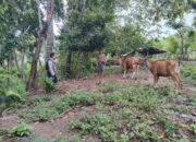 Monitoring Peternakan dan Ketahanan Pangan, Inisiatif Polsek Batulayar