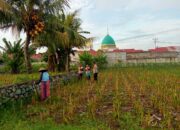 Sinergi Polri dan Warga Kembangkan Ketahanan Pangan Desa