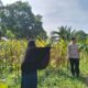 Polres Lombok Barat Dorong Produktivitas Jagung Lewat Pendampingan Petani