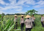 Polisi dan Petani Bersinergi: Kawal Panen Jagung Lombok Barat