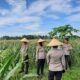 Polres Lombok Barat Kawal Panen Jagung Serentak di Telagawaru