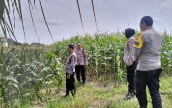 Polres Lombok Barat Tinjau Lokasi Panen Raya Jagung, Persiapan Jelang 2 Juni