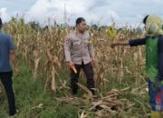 Polri Terjun ke Sawah: Dukungan Nyata untuk Petani Jagung Lombok Barat