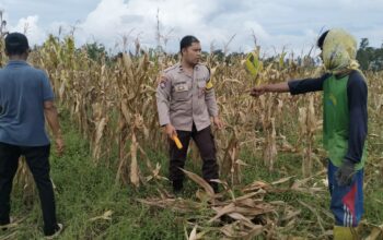 Polri Terjun ke Sawah: Dukungan Nyata untuk Petani Jagung Lombok Barat
