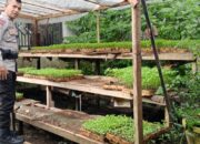 Ketahanan Pangan Nasional, Polsek Labuapi Turun Langsung ke Masyarakat