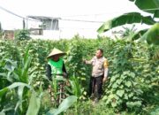 Polsek Labuapi Dukung Ketahanan Pangan, Bhabinkamtibmas Ajak Warga Manfaatkan Lahan Kosong