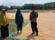 Dorong Ketahanan Pangan, Bhabinkamtibmas Pantau Penjemuran Jagung Warga Desa Daha