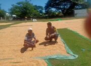 Dampak Cuaca Tak Menyurutkan Semangat Petani Rasabou, Bhabinkamtibmas Pantau Penjemuran Jagung