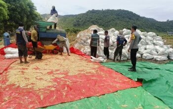 Bhabinkamtibmas Desa Hu’u Pantau Penggilingan Jagung Warga, Ingatkan Pentingnya Kualitas Panen