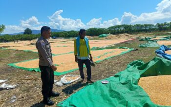 Dukung Ketahanan Pangan Nasional, Bhabinkamtibmas Desa Marada Pantau Langsung Proses Penjemuran Jagung Milik Warga