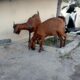 Beli Kambing Hasil Curian, Seorang Pria Diamankan Tim Opsnal Polsek Rasbar, Pelaku Utama Masih Diburu