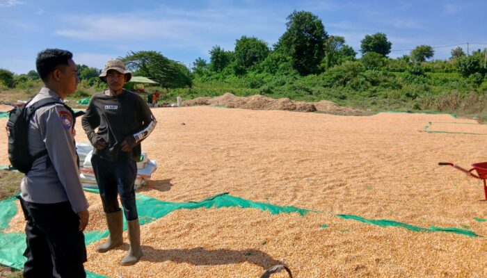 Bhabinkamtibmas Calabai Pantau Panen Raya Dukung Ketahanan Pangan