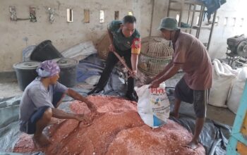 Babinsa Labuan Tereng Bantu Petani Campur Pupuk Padi