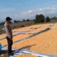 Dampingi dan Bantu Jemur Jagung Warga, Langkah Bhabinkamtibmas Polsek Donggo Sukseskan Program Ketahanan Pangan Nasional