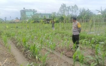 Bhabinkamtibmas Desa Beleka Dorong Ketahanan Pangan Lewat Silaturahmi Petani