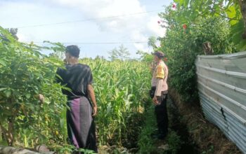 Bhabinkamtibmas Dukung Petani Jagung di Lombok Barat