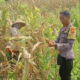 Bhabinkamtibmas Desa Kidang, Polsek Praya Timur, Dampingi Warga Panen Raya Jagung, Perkuat Ketahanan Pangan Nasional