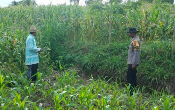 Polres Loteng Tinjau Lahan Jagung Warga di Pandan Tinggang, Perkuat Ketahanan Pangan.  ‎