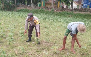 Ketahanan Pangan Lokal, Inisiatif Bhabinkamtibmas di Lombok Barat