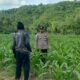 Bhabinkamtibmas Sekotong Dorong Pemanfaatan Lahan untuk Ketahanan Pangan