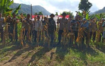 Panen Raya Jagung Serentak di Batulayar, Langkah Nyata Wujudkan Swasembada Pangan 2025 (5)
