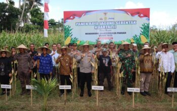 Dukungan Penuh Polri dan Pemda dalam Panen Raya Jagung NTB