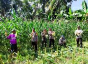 Dukung Ketahanan Pangan, Polri Hadir dalam Panen Raya Jagung NTB