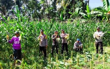 Dukung Ketahanan Pangan, Polri Hadir dalam Panen Raya Jagung NTB