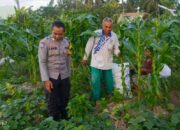 Sinergi Polri dan Petani Tingkatkan Ketahanan Pangan di Kuripan Utara