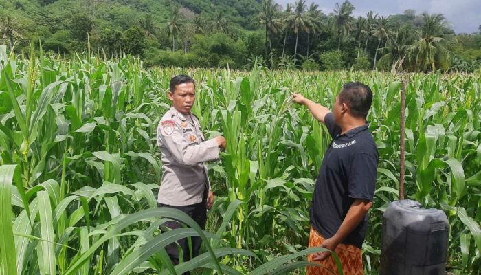 Polri Dampingi Petani Sekotong, Perkuat Ketahanan Pangan