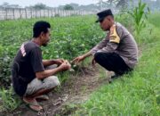 Bhabinkamtibmas Kuripan Dorong Warga Manfaatkan Pekarangan untuk Ketahanan Pangan