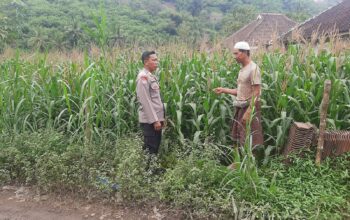 Polsek Lembar Dorong Produktivitas Jagung di Lombok Barat