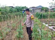 Bhabinkamtibmas Desa Tapir Dampingi Pengelolaan Pekarangan Pangan Bergizi, Dukung Program Asta Cita Swasembada Pangan
