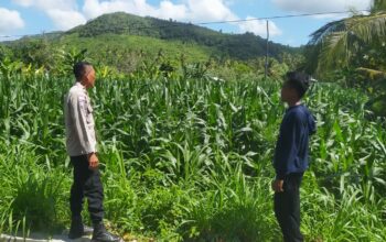 Polri Dukung Ketahanan Pangan di Eyat Mayang Lewat Pendampingan Petani Jagung