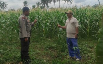 Pemanfaatan Pekarangan dan Jagung Siap Panen, Banyumulek Jadi Contoh Ketahanan Pangan NTB