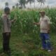 Bhabinkamtibmas Banyumulek Dampingi Petani Jagung Hadapi Panen di Kediri, Lombok Barat