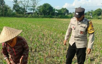 Polsek Gerung Perkuat Ketahanan Pangan Lewat Pendampingan Petani di Babussalam