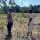 Warga Kuripan Didorong Mandiri Pangan Lewat Pekarangan
