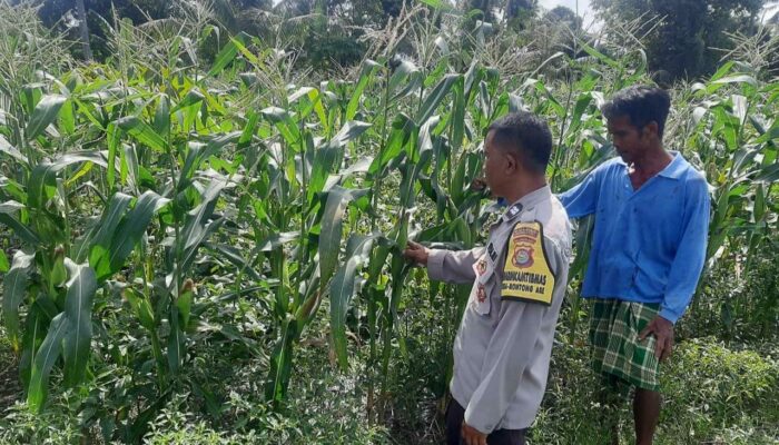 Bhabinkamtibmas Kediri Dukung Ketahanan Pangan Lewat Pendataan Petani Jagung