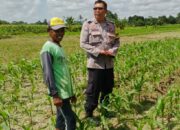 Bhabinkamtibmas Telagawaru Dorong Ketahanan Pangan Warga Paok Kambut