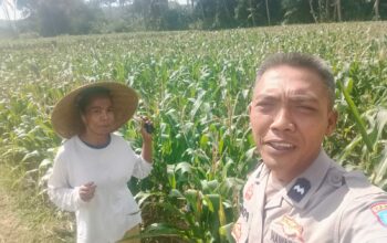Dukungan Polri di Eyat Mayang, Petani Jagung Tak Sendiri