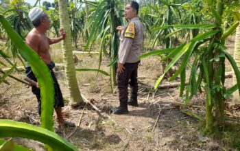 Ketahanan Pangan Diperkuat, Polres Lombok Barat Turun ke Ladang