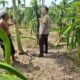 Bhabinkamtibmas Gelogor Dukung Petani Jaga Ketahanan Pangan