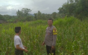 Bhabinkamtibmas Sekotong Tengah Dorong Pemanfaatan Lahan Pekarangan untuk Ketahanan Pangan