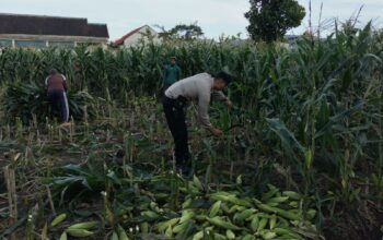 Peran Aktif Bhabinkamtibmas Labuapi Dukung Ketahanan Pangan Lokal
