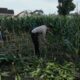 Bhabinkamtibmas Labuapi Dorong Optimalisasi Lahan Demi Ketahanan Pangan